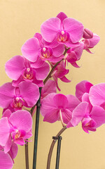 Pink orchids on yellow wall background