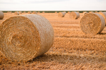 Cylindrical straw bales lie on a mowed field.