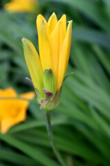 Buds of yellow lilies in the garden
