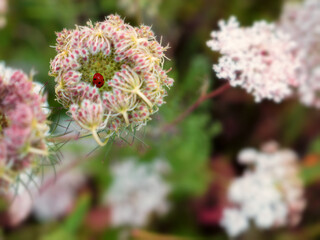 A ladybird hidden within the partially opened head of a flower, the shallow depth of field isolating the insect within the flower