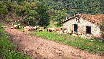 A herd of sheep are guided down a mountain track by a pack of sheep dogs, past a traditional whitewashed terra cotta tiled barn. A slow shutter gives movement with some of the faster sheep blurred