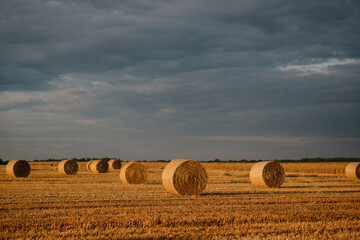 Summer landscape. Cylindrical straw bales lie on a mowed field.