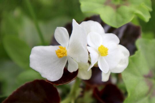 White begonia flowers. Home plant.
