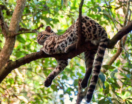 An ocelot rests on a branch of a tree in a central american jungle two paws and its tail hang down for balance it looks off camera to the left a back drop of green leaves in the tree canopy 