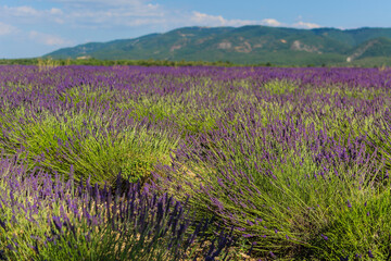 Fototapeta na wymiar Bushes of blooming lavender in Provence (France)