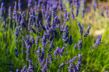 Closeup of bloomed lavender flowers in Provence (France)