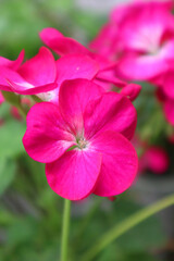 Pink geranium flower in the garden