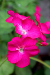 Obraz premium Pink geranium flower in the garden
