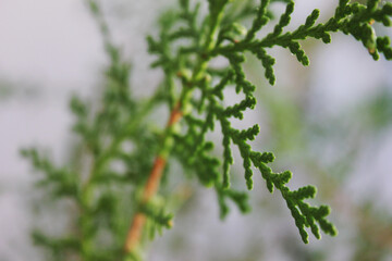 Thuja tree leaves macro image close up view. Green leaf of indoor room thuja tree, home decorative plant detail