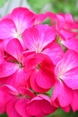 Pink geranium flower in the garden