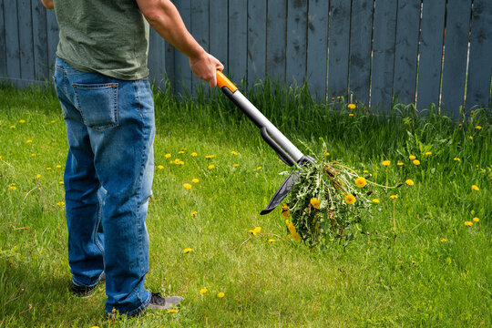 Man removing weeds dandelions from yard. Mechanical device for removing dandelion weeds by pulling the tap root in garden. Weed Control. Dandelion removal and weeder lawn tool with 4 claws. Garden.