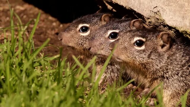 3 Young babies Rock squirrels in their den