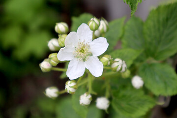 Blooming blackberry bush in the garden
