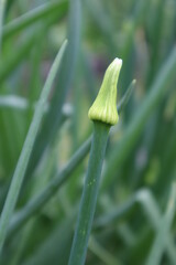 Obraz premium Onion bud in the garden