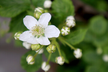 Fototapeta premium Blooming blackberry bush in the garden 