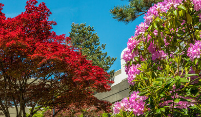 Pink rhododendrons against red japanese maples - BC spring
