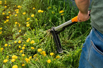 Controlling weeds. Seasonal yard work. Mechanical device for removing dandelion weeds by pulling the tap root. - obrazy, fototapety, plakaty