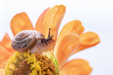 Macro beautiful forest brown snail crawling on an orange zinnia flower on the surface of the water