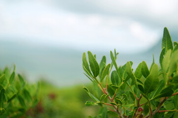 Close-up nature view of green leaves