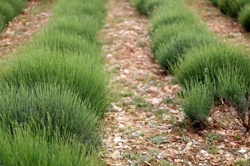 Obraz premium Lavender growing in the field. Selective focus.