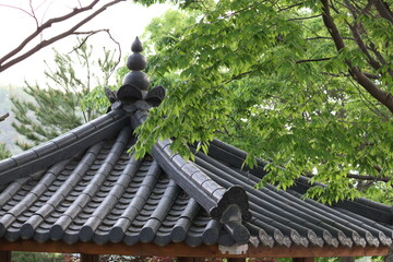 나무, 건물, 곤충, 한옥