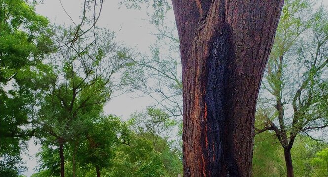Natural gum discharge in babul tree trunk, babool tree scientific name is Acacia.