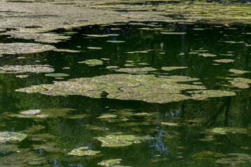Large amount of debris and dirty waste water caused rapid growth of algae in lake. Water pollution....