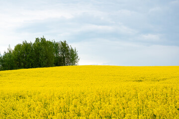 field with yellow rape and blue sky