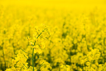 Obraz premium Flowering oilseed rapeseed