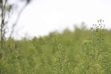 나무, 건물, 곤충, 한옥