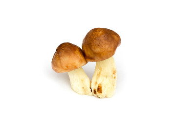 two mushrooms on a white background
