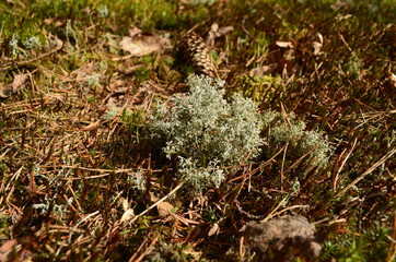 moss covered with snow
