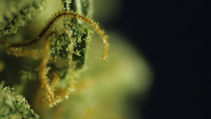 Macro weed 