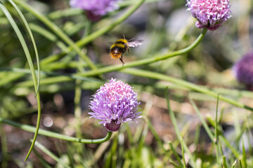 A bumble bee flying between purple flowing chives in a summer garden