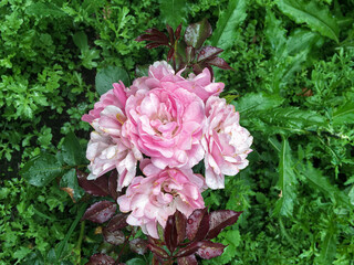 Fresh buds of pink rose or rose hip on a background of green plants in the garden