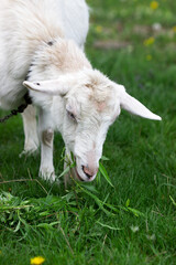 White domestic goat chewing willow branches and leaves on a background of green meadow.