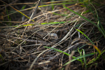 A lizard looks out from the grass. Small reptile in the grass close-up.