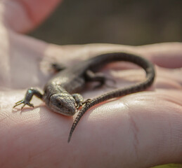 Lizard in the hands of a man close-up. A small reptile is sitting on the hands of a man.