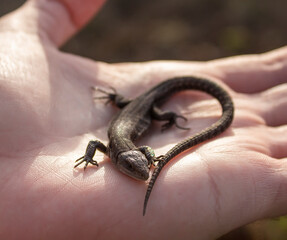 A lizard in the hands of a man. A small reptile sits on the hands of a man.
