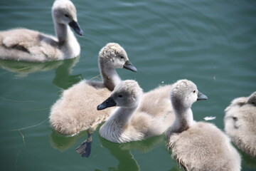 Juvenile swans grey feathers on the lake