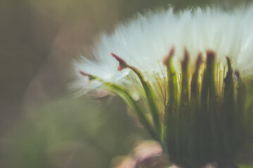 macro photo of a white dandelion 