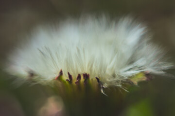 macro of a white dandelion 