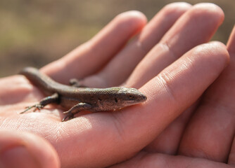 A lizard in the hands of a man. A small reptile sits on the hands of a man.