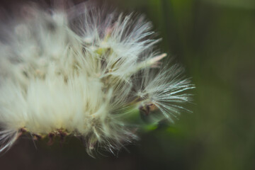 macrophoto of a dandelion 
