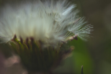 macro of a dandelion 