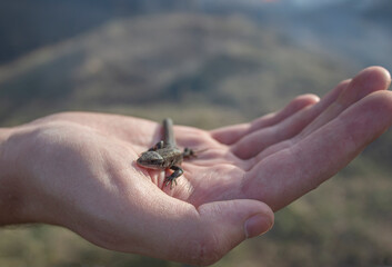 A lizard in the hands of a man. A small reptile sits on the hands of a man.