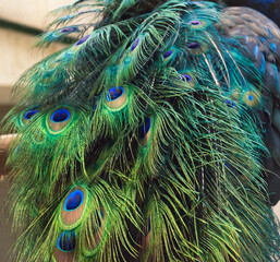 Green Peacock Tail Feathers Closeup