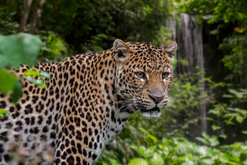 Fototapeta na wymiar Javan leopard (Panthera pardus melas) hunting in tropical rainforest, native to the Indonesian island of Java