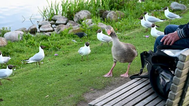 A goose is getting fed and attracts a lot of black-headed gulls