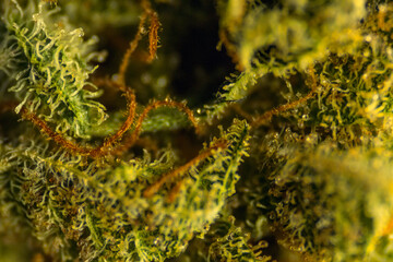 Macro weed 